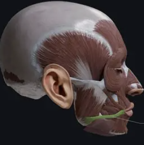 <p>muscle of the mouth that draw corner of mouth out and back, as in grinning </p>