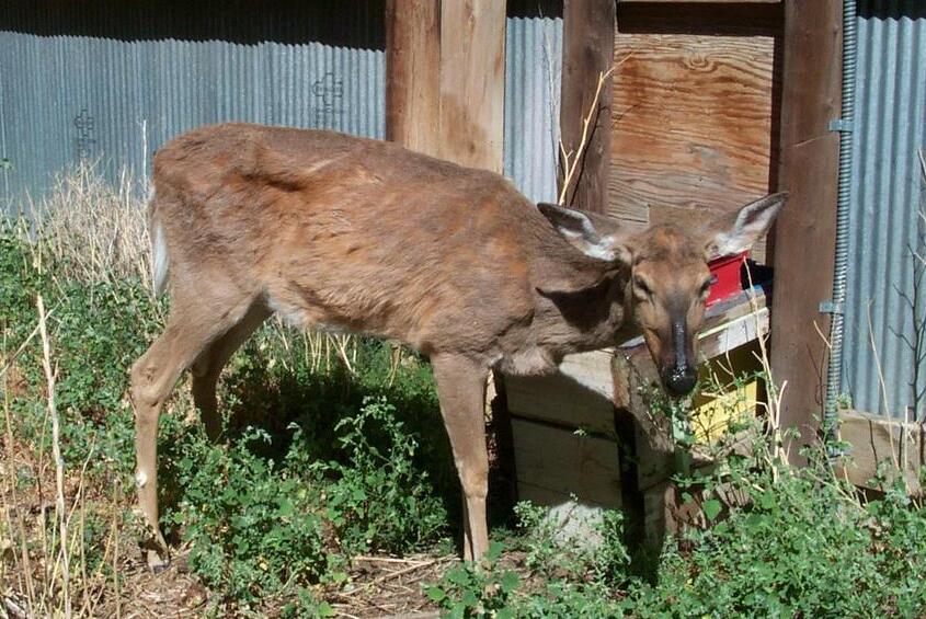 <p>Aspiration pneumonia in CWD</p>