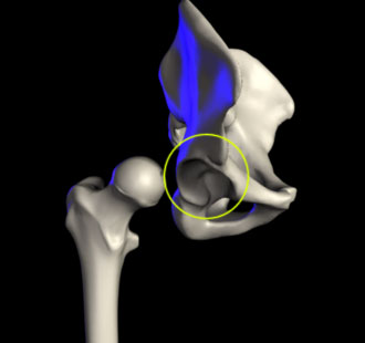 <p>What bone landmark within the Coxal?</p>