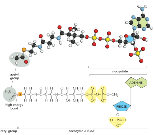 <p>another important activated carrier that contains an <strong>acetyl group attached via a high energy sulfur bond</strong></p>