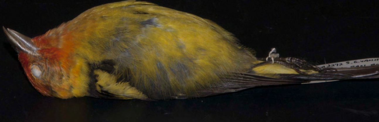 <p>Western Tanager</p>