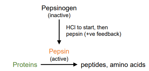<ul><li><p>HCl (from parietal cells) denatures</p><ul><li><p>acts on pepsinogen (inactive) to create active enzyme pepsin (activated by low pH)</p><ul><li><p>pepsin breaks down proteins into peptides and amino acids (+ve feedback)</p></li></ul></li></ul></li></ul><p></p>