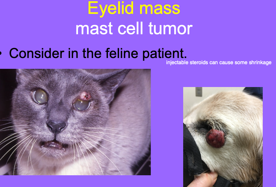 <p>felines - can FNA but pre-tx</p>