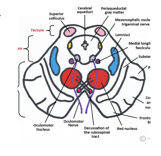 <p><strong>• Superior colliculi </strong>– visual orienting/reflexes</p><p></p><p><strong>• Inferior colliculi </strong>– auditory pathway/reflex</p><p>processing</p>