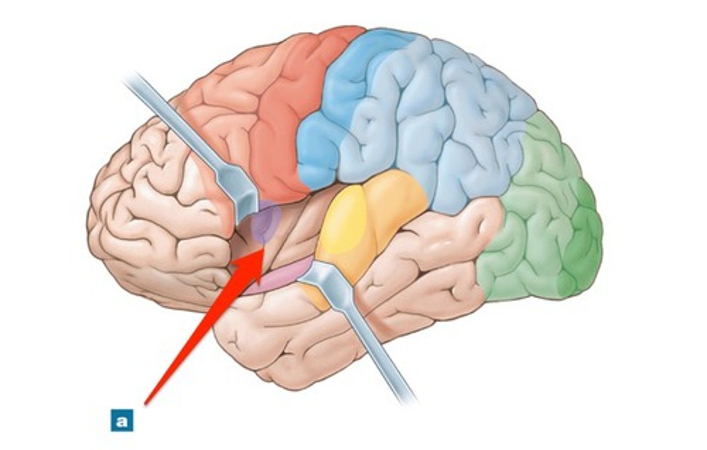 <p>An inner lobe that lies deep to the lateral cerebral fissure and is not visible from the exterior.</p>
