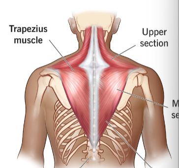 <p>Spine of scapula; Acromion; Lateral third of clavicle</p><p>EXTENSION of neck; ELEVATION/DEPRESSION of scapula</p>