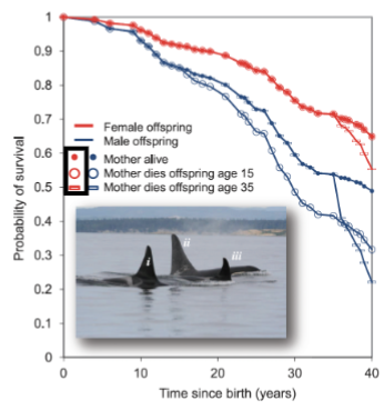 <p>What is the effect of male survival after losing a mother?</p>