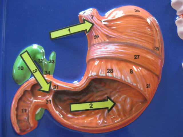 <p>Identify 1, 2 and 3?</p><p>Lab Image 7-10</p>