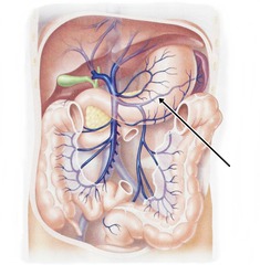 <p>Identify the structure</p>