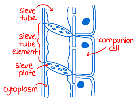 <p>Phloem tissue is made mainly of:</p><ol><li><p><strong>sieve tube elements</strong></p></li><li><p><strong>companion cells</strong></p></li></ol><p></p><p><strong>1. Sieve tube elements</strong></p><p><strong>Sieve tube elements</strong> are long living cells joined end to end to form tubes.</p><p></p><p>They transport sucrose solution through the plant.</p><p></p><p>They are alive, but they have very few organelles.</p><p></p><p>They usually have:</p><p></p><ul><li><p>no nucleus</p></li><li><p>little cytoplasm</p></li><li><p>few organelles</p></li></ul><p><strong>Why this helps</strong></p><p>There is more space inside the cell for sap to flow.</p><p></p><p><strong>Sap</strong> = liquid in the phloem containing sucrose and other dissolved substances.</p><p></p><div data-type="horizontalRule"><hr></div><p><strong>2. Sieve plates</strong></p><p>Between sieve tube elements are <strong>sieve plates</strong>.</p><p></p><p>A <strong>sieve plate</strong> is an end wall with lots of pores.</p><p></p><p><strong>Pores</strong> are tiny holes.</p><p><strong>Why this helps</strong></p><p>The pores allow phloem sap to move from one sieve tube element into the next.</p><p></p><p>So phloem forms a continuous transport pathway.</p><p></p><div data-type="horizontalRule"><hr></div><p><strong>3. Companion cells</strong></p><p><strong>Companion cells</strong> are living cells next to sieve tube elements.</p><p></p><p>They have:</p><p></p><ul><li><p>a nucleus</p></li><li><p>dense cytoplasm</p></li><li><p>many mitochondria</p></li></ul><p><strong>Why this helps</strong></p><p>Companion cells control and support the sieve tube elements.</p><p></p><p>They provide energy for <strong>active transport</strong> of sucrose into and out of the phloem.</p><p></p><div data-type="horizontalRule"><hr></div><p><strong>Key definition</strong></p><p><strong>Active transport</strong> = movement of substances against their concentration gradient using ATP.</p><p></p><p><strong>ATP</strong> = energy-carrying molecule used by cells.</p><p></p><div data-type="horizontalRule"><hr></div><p><strong>4. Many mitochondria in companion cells</strong></p><p><strong>Mitochondria</strong> are organelles where aerobic respiration happens.</p><p></p><p>Respiration releases ATP.</p><p><strong>Why this helps</strong></p><p>Phloem transport needs ATP because sucrose is loaded into phloem by active transport.</p><p></p><p>So companion cells need many mitochondria to supply ATP.</p><p></p><div data-type="horizontalRule"><hr></div><p><strong>5. Plasmodesmata connect cells</strong></p><p><strong>Plasmodesmata</strong> are tiny channels between plant cells.</p><p></p><p>They connect companion cells and sieve tube elements.</p><p><strong>Why this helps</strong></p><p>They allow substances to move between the companion cell and sieve tube element.</p><p></p><p>This is important for loading sucrose into the sieve tube. </p>