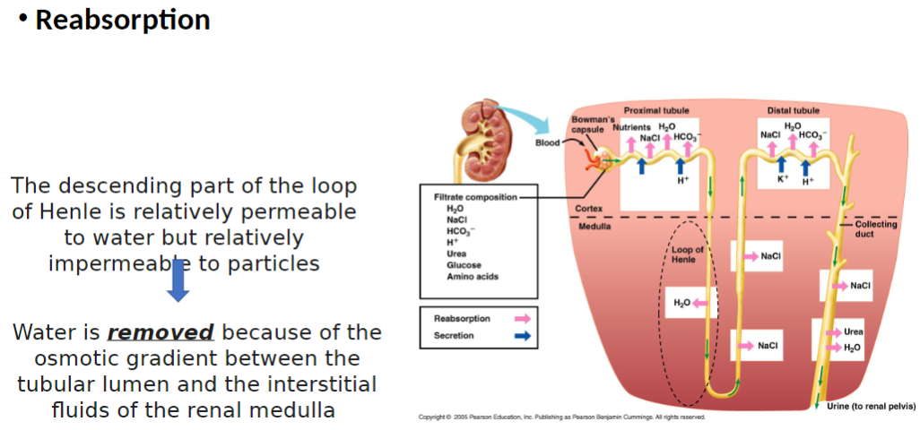 <p><strong>Permeability</strong><br> <strong>Descending limb</strong> is <strong>relatively permeable to water</strong><br> Is <strong>relatively impermeable to particles (solutes)</strong></p><p><strong>Water Movement</strong><br> <strong>Water is removed</strong> from <strong>tubular lumen</strong> (space inside tubule where filtrate flows)</p><p><strong>Cause</strong><br> Movement occurs because of <strong>osmotic gradient</strong> (difference in solute concentration that pulls water)<br> Between <strong>tubular lumen</strong> and <strong>interstitial fluid of renal medulla</strong> (surrounding kidney tissue)</p><p><strong>Key Concept</strong><br> <strong>Water leaves filtrate in descending limb</strong>, helping concentrate <strong>tubular fluid</strong> in <strong>renal medulla</strong></p>