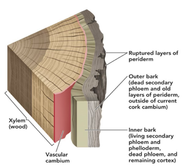 <p>Wood (biology definition)</p>