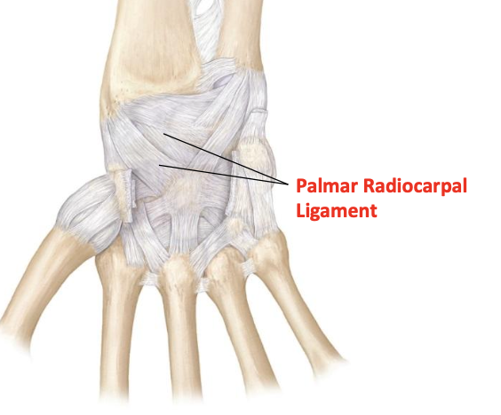 <p>Palmar radiocarpal ligament</p>