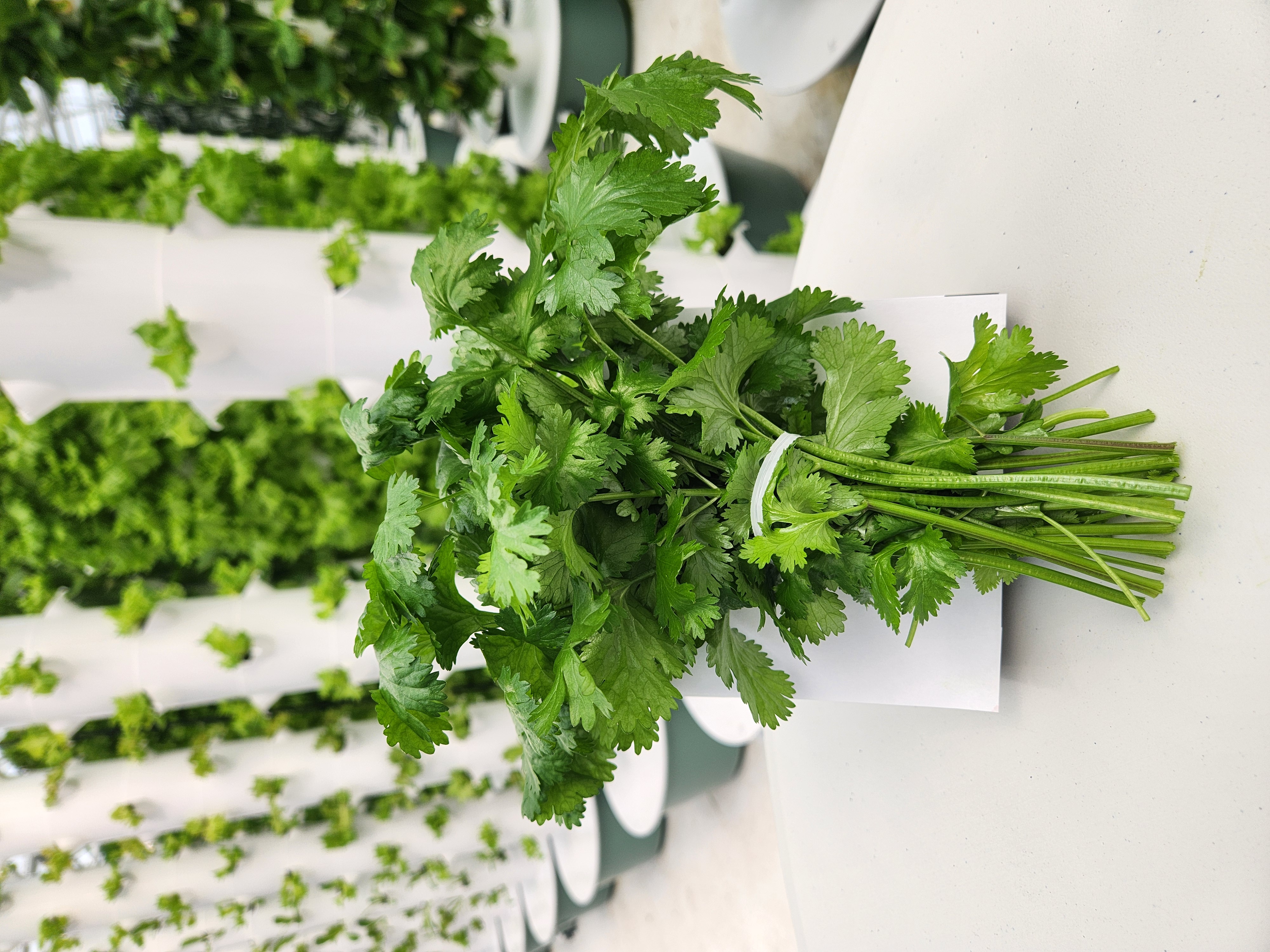 <p>Cilantro</p>