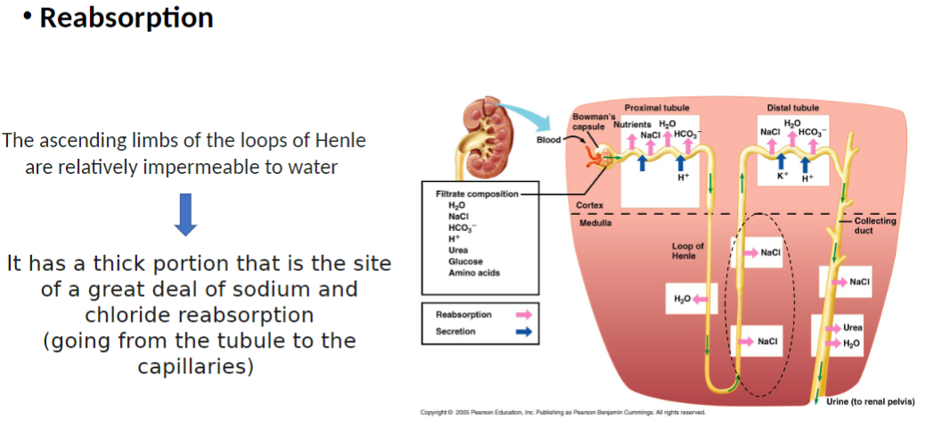 <p><strong>Permeability</strong><br> <strong>Ascending limb</strong> is <strong>relatively impermeable to water</strong></p><p><strong>Structure</strong><br> Has <strong>thick portion</strong> (thick ascending limb)</p><p><strong>Reabsorption</strong><br> Major site of <strong>sodium (Na⁺)</strong> and <strong>chloride (Cl⁻) reabsorption</strong><br> These ions move <strong>from tubule → into capillaries (blood)</strong></p><p><strong>Key Concept</strong><br> <strong>Solutes leave filtrate but water cannot follow</strong>, helping maintain <strong>osmolarity gradient in renal medulla</strong></p>