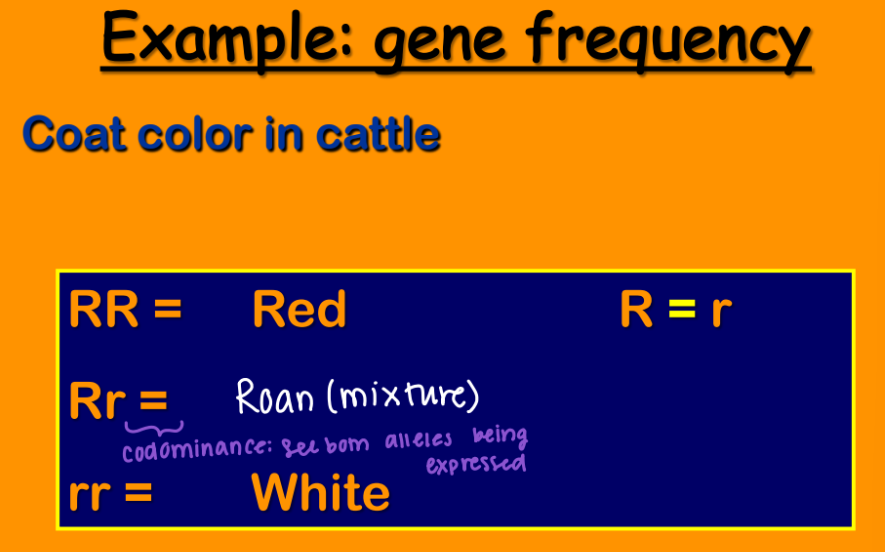 <p><strong><u>Example Gene Frquency : Coat color in cattle </u></strong></p><p><strong>RR</strong>= Red</p><p><strong>Rr</strong> = Roan (Mixture)</p><p><strong>rr</strong>= White </p><ul><li><p><span style="color: red;"><strong><u>R = r</u></strong></span> (this is an example of _______, which is seen <strong>when both alleles are expressed) </strong></p></li></ul><p></p>