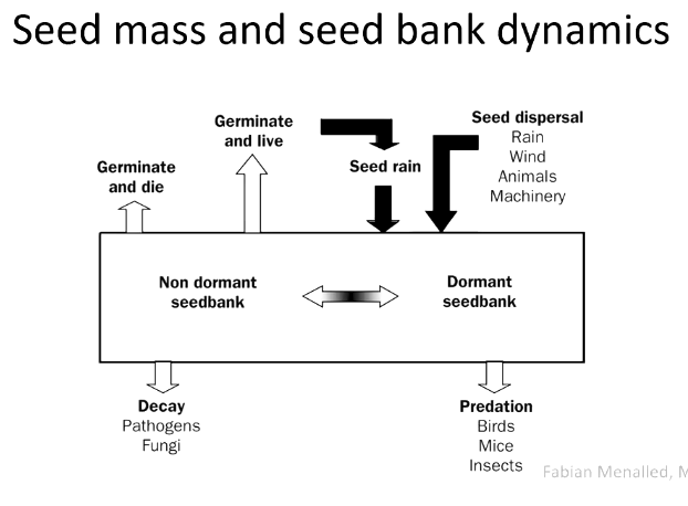 <p>Seeds are dispersed, some are eaten, some decay, some germinate right away and live, others germinate and then die, the rest may stay dormant for long periods of time </p>