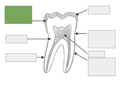 <p>line between the dentin and the enamel</p>