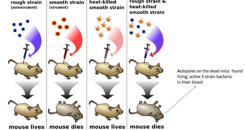 <p>Streptococcus pneumoniae bacteria-</p><p>S strain (smooth): deadly (virulent)</p><p>R strain (rough): Harmless (non-virulent)</p>