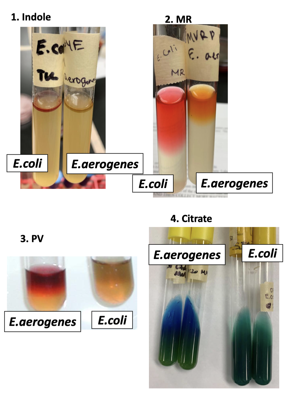 <p>indole<br>red→produces indole</p><p>no color→no indole</p><p>MR</p><p>color change: produces the acid</p><p>PV</p><p>color change: produces that specific acid (acetoin)</p><p>citrateL</p><p>blue: uses citrate as sole carbon source</p>