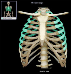<p>first 7 pairs of ribs; attach directly to sternum</p>