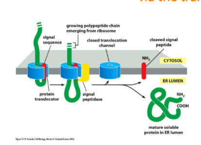 <p>ER signal sequence causes the opening of the channel. signal sequence remains bound to the channel as the rest of the protein is threaded through. Once the C-terminus has passed through, the signal sequence is removed by a signal peptidase on luminal side of ER and protein is released into lumen. cleaved signal sequences</p>
