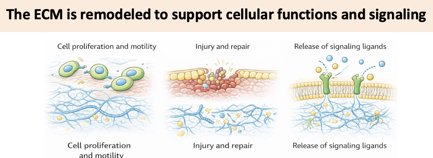 <p>_____________ of ECM liberates growth factors and signaling molecules that were previously sequestered within the ECM </p>