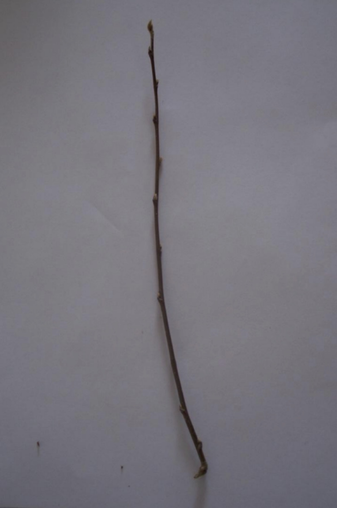 <p>What is this branch?</p>