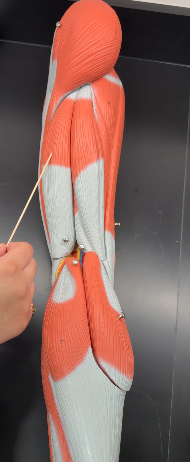 <p>name the muscle and its function</p>