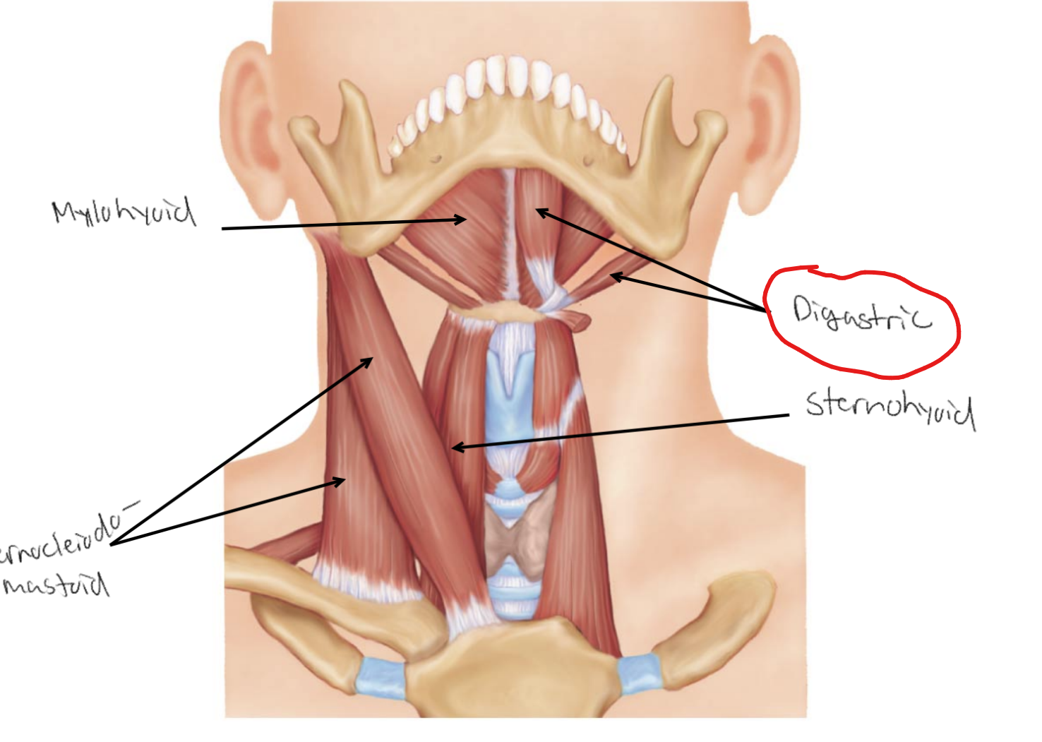 <p>What is the site of origin for <strong><u>Digastric</u></strong>?</p>