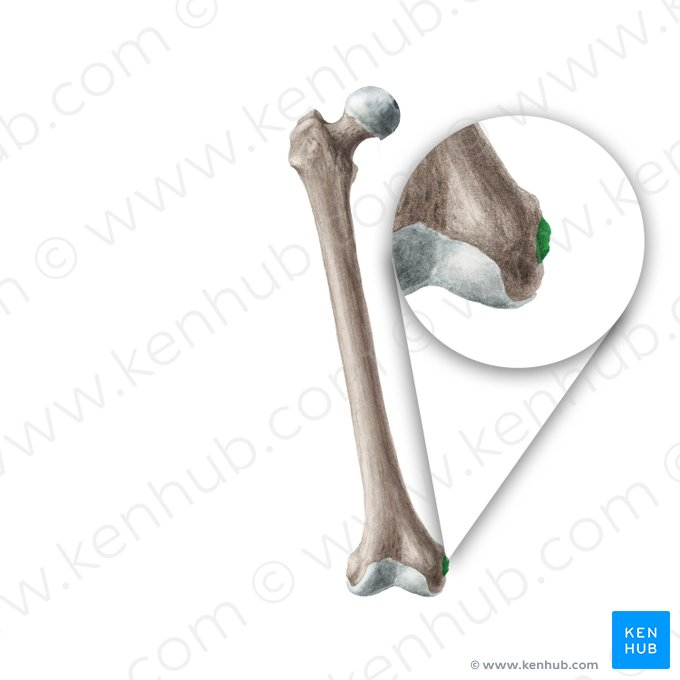 <p>bony prominence on the medial side of the femur, providing attachment for ligaments and muscles, particularly the adductor muscles.</p>