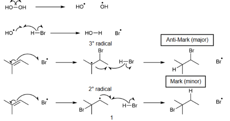 <p>gets Anti-Markovnikov as major product and Markovnikov as minor product; uses homolytic cleavage &amp; carbon radical intermediates &amp; Br binds first</p>