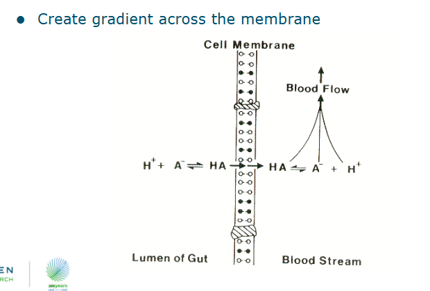 <ul><li><p>The blood flow creates a gradient across the membrane</p></li></ul><p></p>