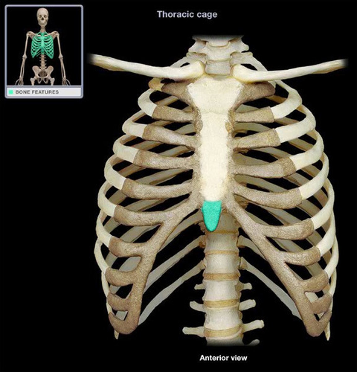 <p>sword-shaped lower tip of the sternum</p>