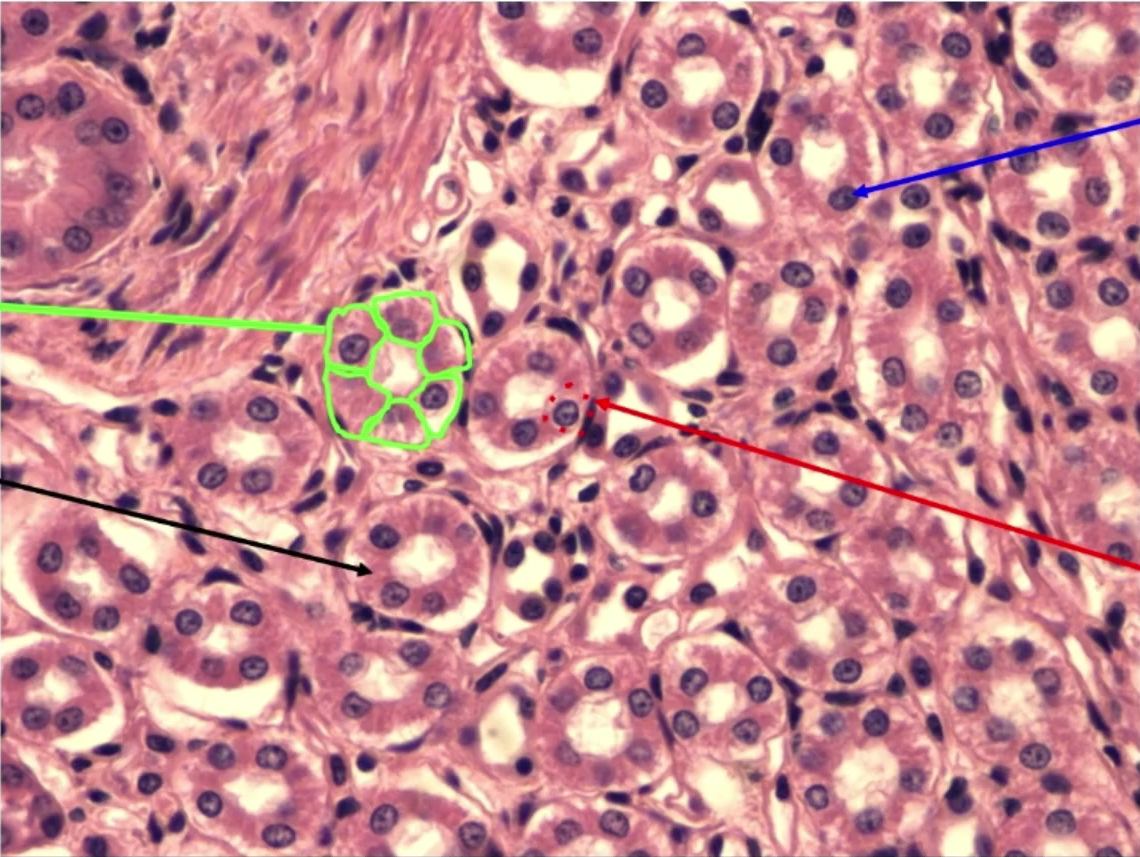 <p>Cell(s): (green)</p>