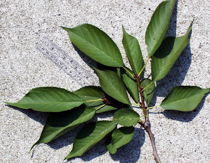 <p>common name</p>