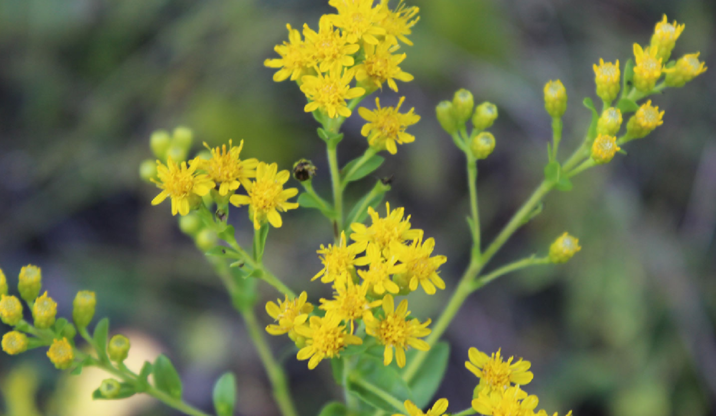 <p>Solidago rigida</p>