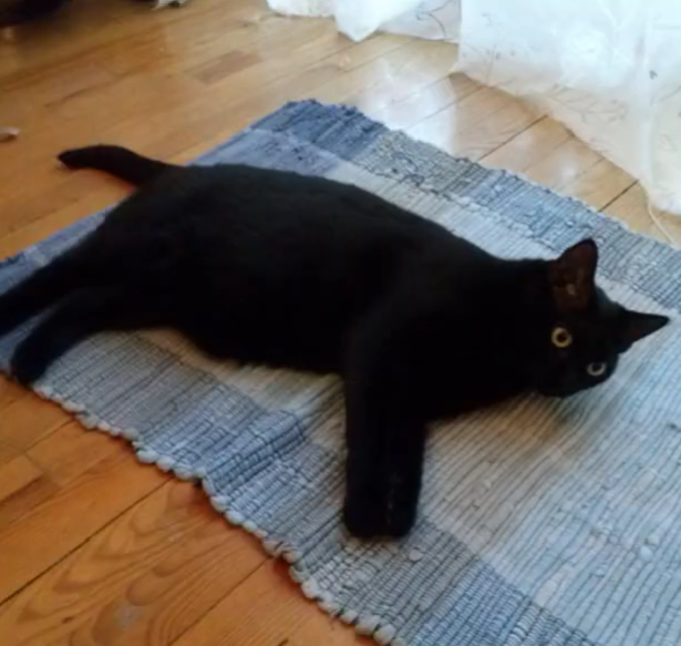 <p>Was macht die schwarze Katze?</p>