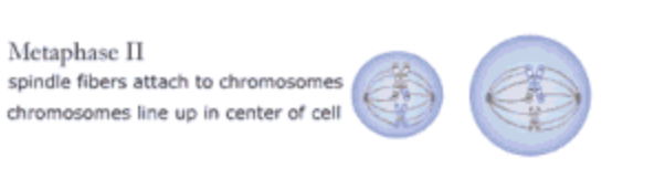 <p>metaphase II</p>
