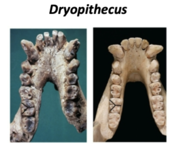 <p>Extinct genus of great ape during Miocene epoch, 14-9 mya, France and Spain</p>