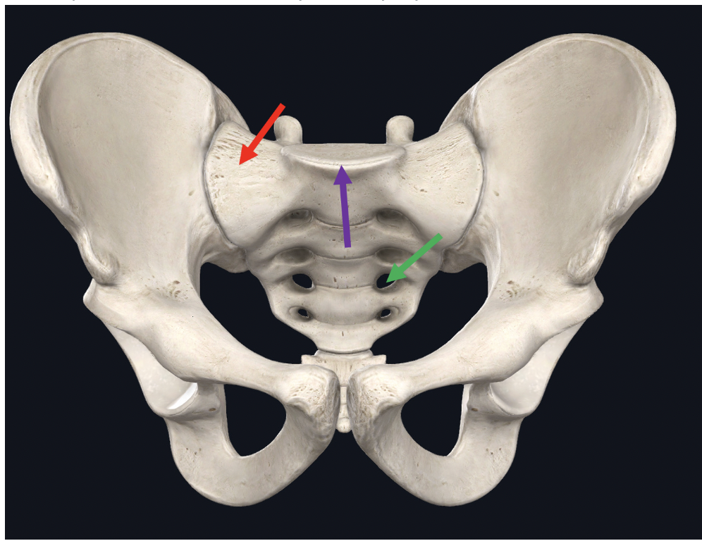 <p><span>Identify the structure at the tip of the purple arrow</span></p>