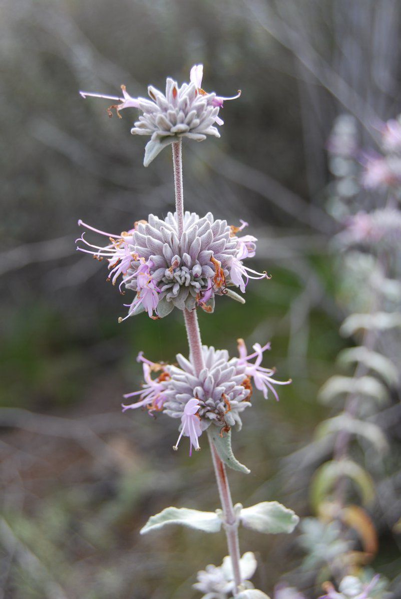 <p>Purple sage</p>