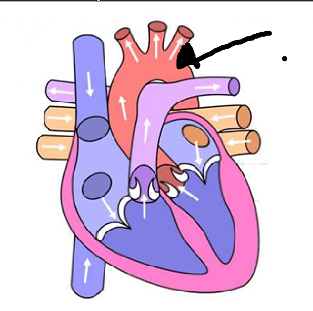 <p>8th location + blood type</p>