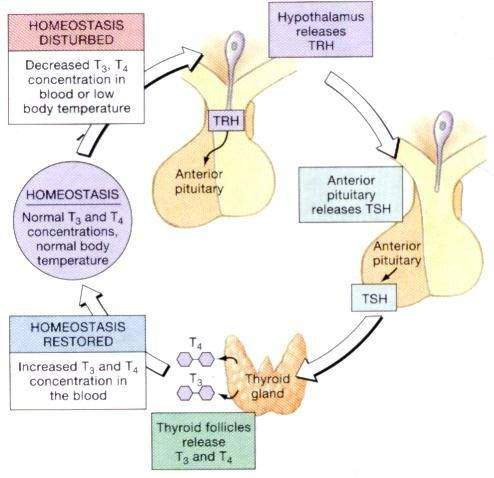 <p>Thyroid-releasing hormone (TRH) released by hypothalamus to stimulate pituitary gland to release thyroid-stimulating hormone (TSH)</p><p>Thyroid gland releases T4, converted into T3 within tissues</p><p>T3 (active hormone form) sets metabolic rate</p>