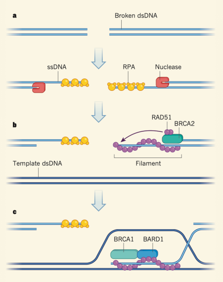 <ol><li><p>MRN-CtIP comes and recognizes broken dsDNA region, recruiting exonuclease MREII</p></li><li><p>MREII chews away the 5’ end, leaving a 3’ overhang (resection of DNA)</p></li><li><p>On the other strand, replication protein A (RPA) (in humans) or single-stranded binding proteins binds to the 3’ overhang, protecting it</p></li><li><p>RPA is replaced by RAD51 (recombinase) </p></li><li><p>BRCA2 directs RAD51, forming a filament</p></li><li><p>BRCA1 and BARD1 help direct invasion filament to a region in the genome. RAD51 filament invades a homologous DNA sequence (sister chromatid), forming a D-loop</p></li><li><p>RAD51 starts to get peeled off one at a time until filament is pulled off</p></li><li><p>DNA polymerase extends the invading 3′ end using the homologous template.</p></li><li><p>Second-end capture: The other broken DNA end pairs with the displaced strand in the D-loop and is also extended by DNA polymerase.</p></li><li><p>resolution of holliday junctions with nucleases</p></li><li><p>nicks sealed with ligase</p></li></ol><p></p>