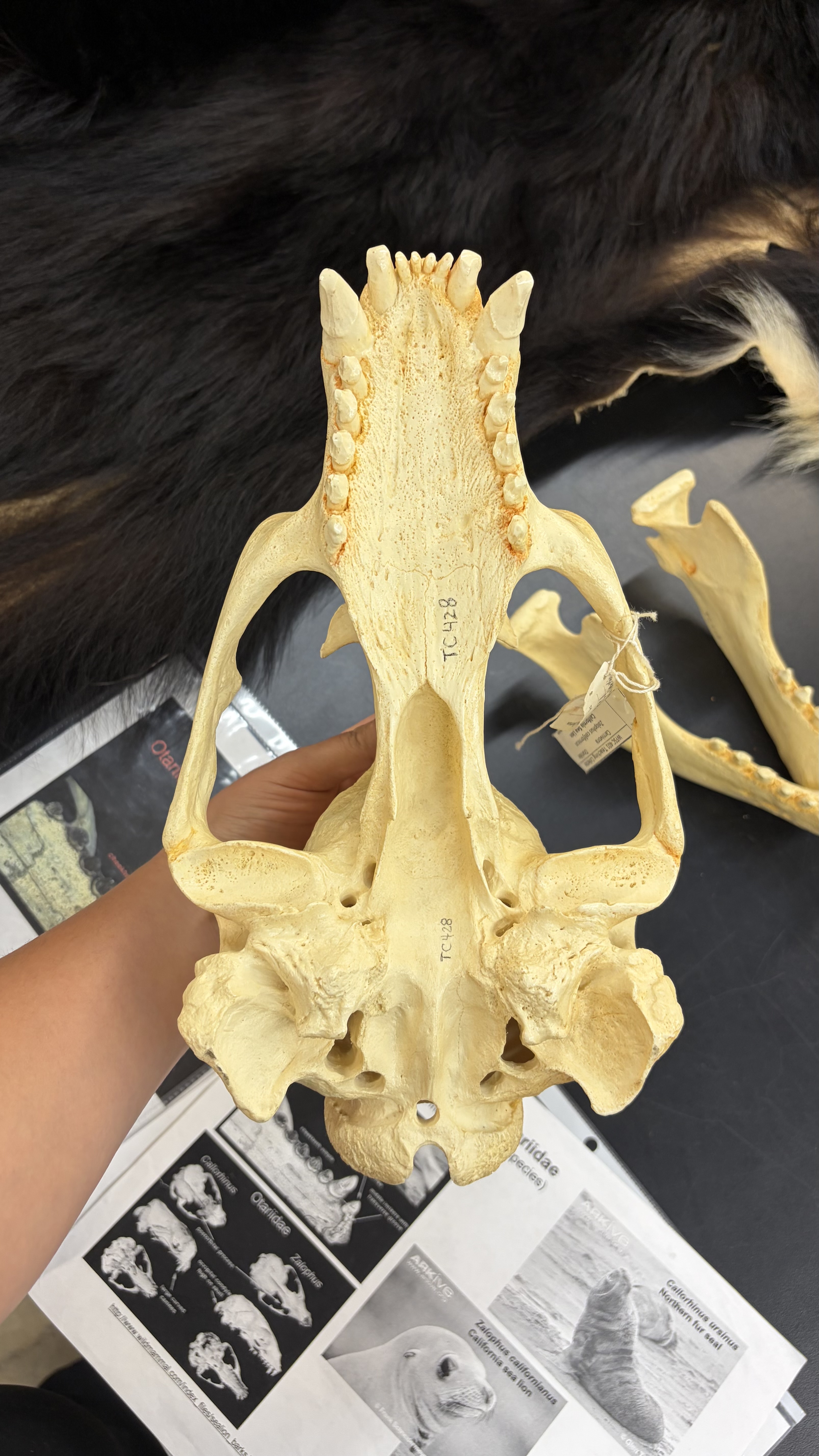 <ul><li><p>Carnivora</p><ul><li><p>Caniformia</p><ul><li><p>Otariidae</p><ul><li><p>Pacific, S. Aldnadia</p></li></ul></li></ul></li></ul></li></ul><p></p>