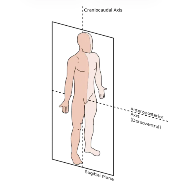 <p>slices the body into right and left halves</p>