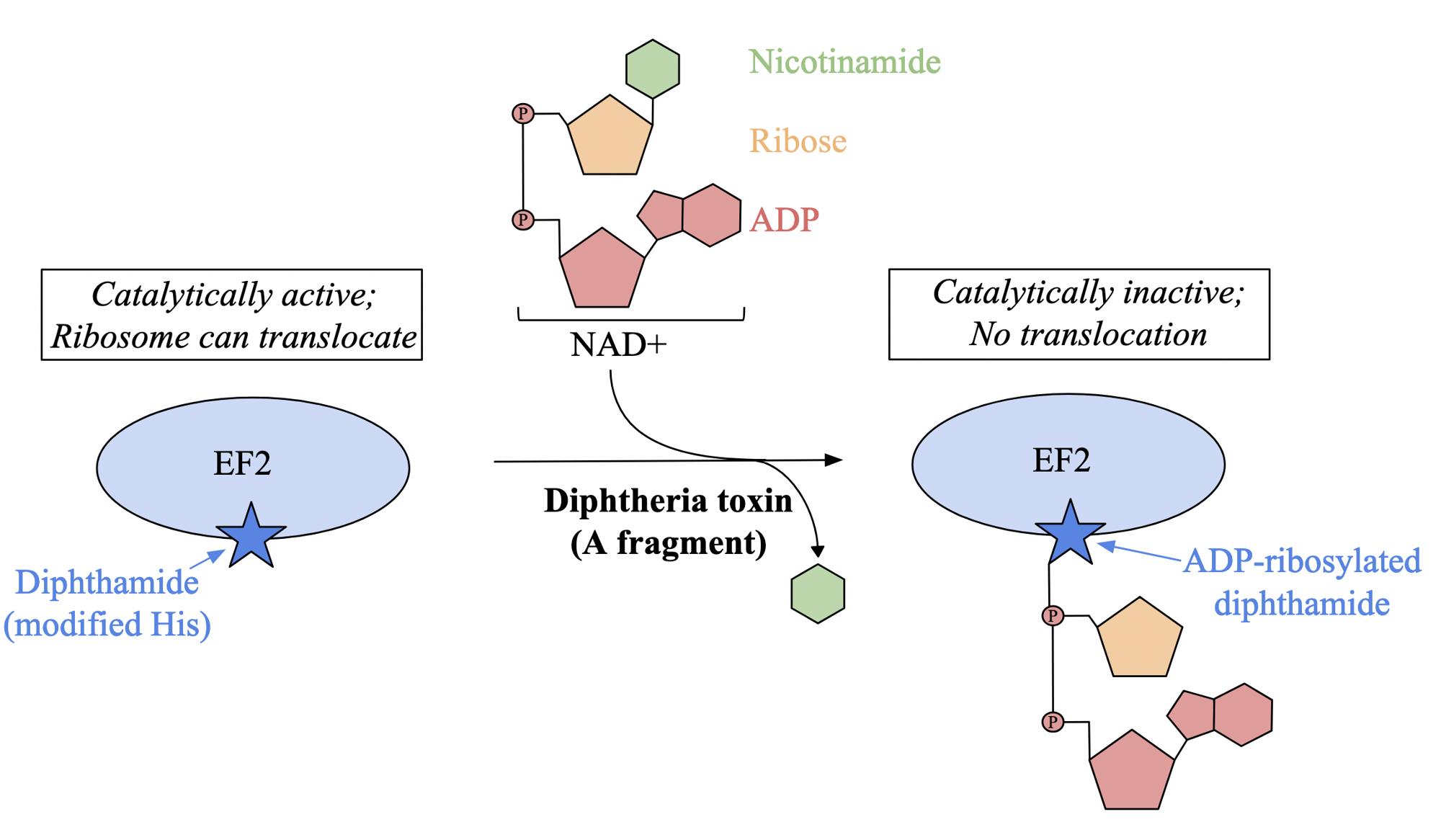 <p>affects eukaryotes</p><p>upon entering cell, toxin is cleaved into two fragments: A and B</p><ul><li><p>A fragment acts as enzyme that catalyzes NAD+ cleavage into ADP-ribose and nicotinamide</p></li></ul><p>toxin attaches ADP-ribose moiety to modified histidine residue in elongation factor 2 called dipthamide</p><ul><li><p>modification inhibits EF2 ability to translocate to ribosome during protein synthesis, halting transformation</p></li></ul><p></p>