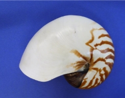 <p>identify kingdom, phylum, class, and genus</p>