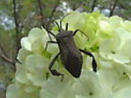 <p>What is the name of this bug </p>